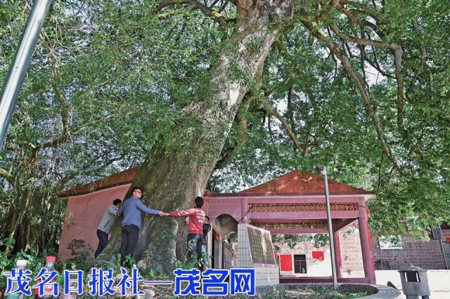 信宜水口镇有棵350年古树，名字唬人，实则有爱，已成为村中一分子